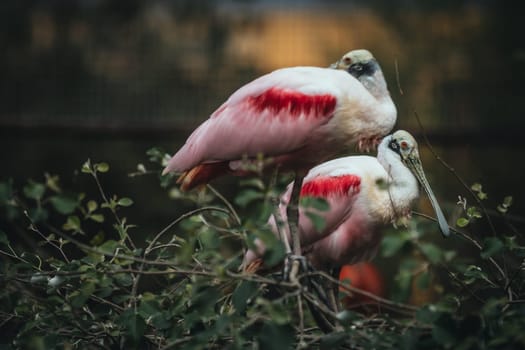 Birds in its natural dwelling