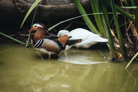Birds in its natural dwelling