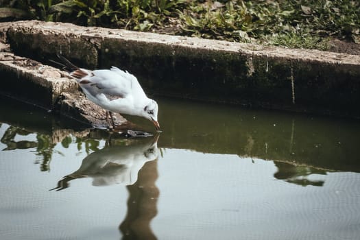Birds in its natural dwelling
