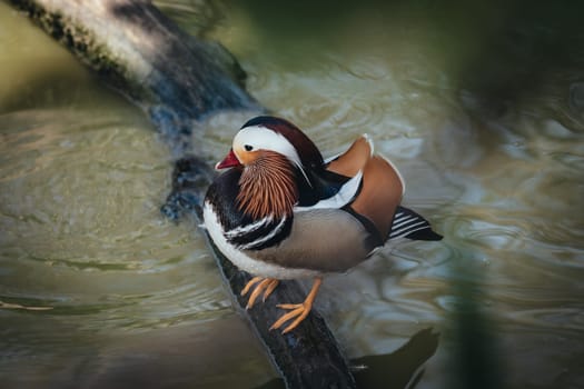 Birds in its natural dwelling