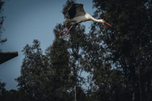Birds in its natural dwelling