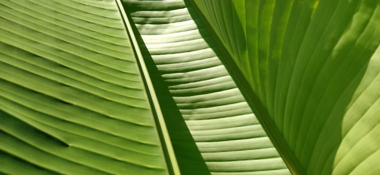Green Banana leaf in nature, Banana Island.
