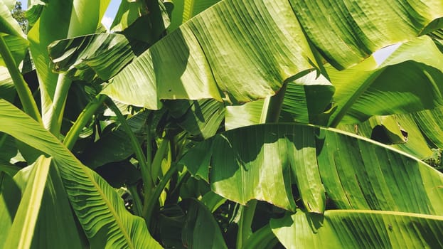 Green Banana leaf in nature, Banana leaf.