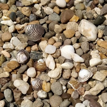 Pebbles as a background image. White, gray, brown, reddish small stones or pebbles