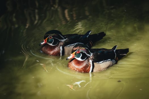 Birds in its natural dwelling