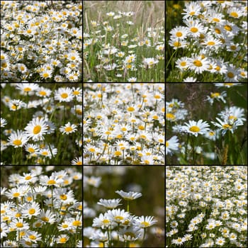 Ox-eye Daisy (Leucanthemum vulgare) in garden - collage with nine pictures