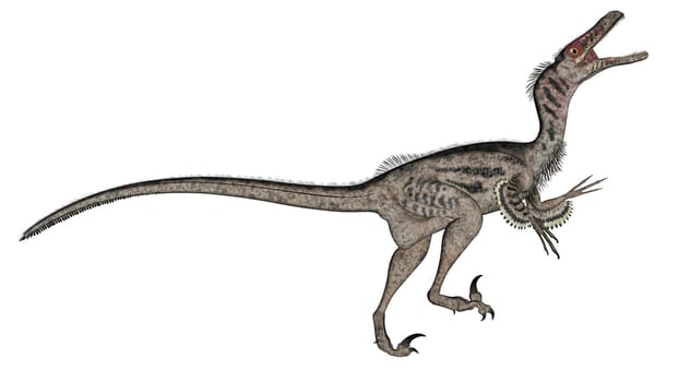 Velociraptor dinosaur roaring up isolated in white background - 3D render