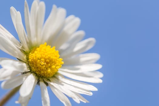 Macro image of a daisy in front of a blue sky