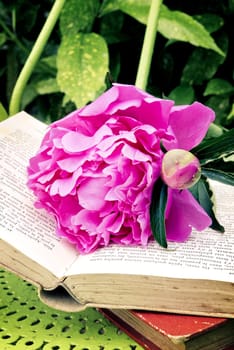 Romantic pink peonies with a old book in the garden