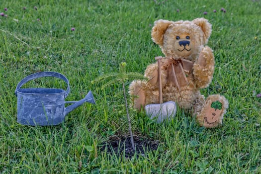 Martin bears from Sonneberg in nature