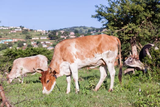Cows cattle farming animals in open valley fields rural countryside