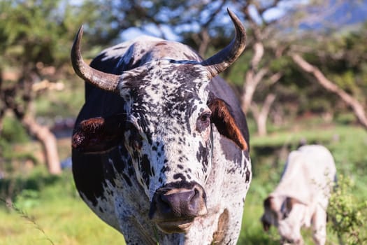 Cows cattle farming animals in open valley fields rural countryside