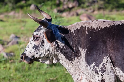 Cows cattle farming animals in open valley fields rural countryside