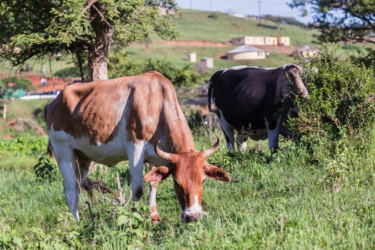 Cows cattle farming animals in open valley fields rural countryside