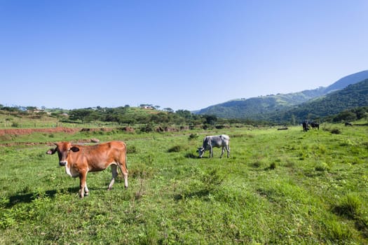 Cows cattle farming animals in open valley fields rural countryside