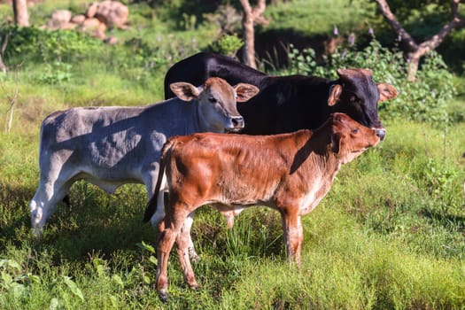 Cows cattle farming animals in open valley fields rural countryside