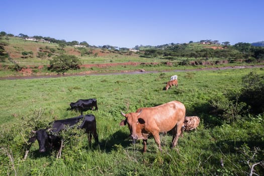 Cows cattle farming animals in open valley fields rural countryside