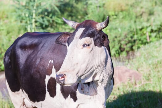 Cows cattle farming animals in open valley fields rural countryside