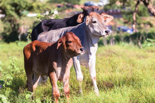Cows cattle farming animals in open valley fields rural countryside