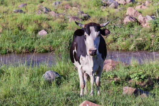 Cows cattle farming animals in open valley fields rural countryside