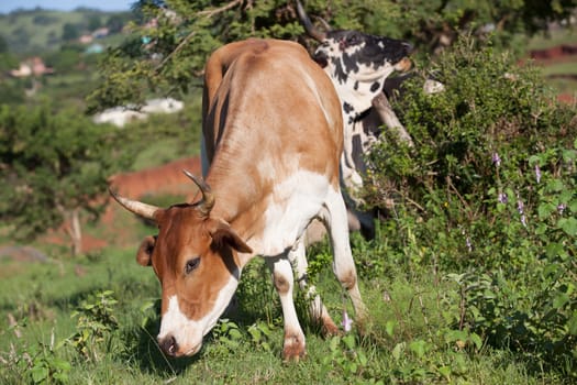 Cows cattle farming animals in open valley fields rural countryside