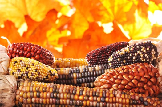 Detailed view of various colourful corn cobs for the Thanksgiving before autumn foliage