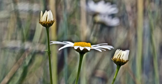 Margerite lüte between two buds