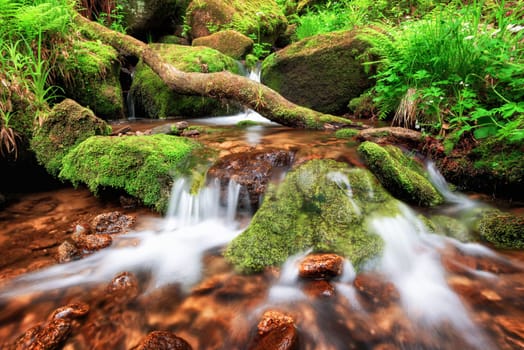 Stream gently cascading down a mountain forest,with small waterfalls in the foreground and fresh green fern in the background