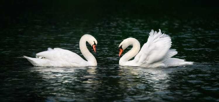 Two beautiful swans looking at each other and shining on the dark water