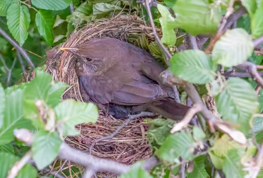 a blackbird brooded in the nest