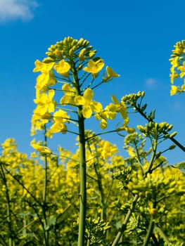 a rapeseed blossom in summer