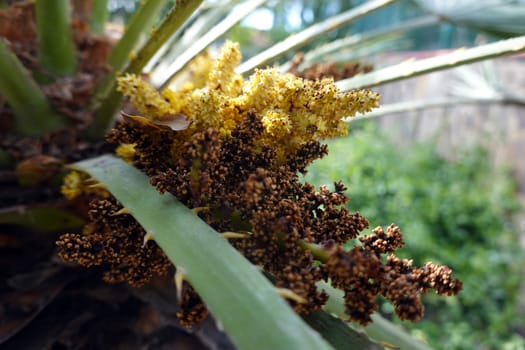 Zwergpalme (Chamaerops humilis) - Blütenstand, Gran Canaria, Spanien, San Agustin