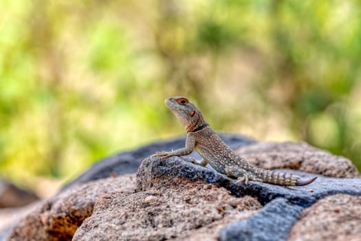 Cuvier's Madagascar swift (Oplurus cuvieri), knows as Madagascan collared iguana or iguanid lizard. Endemic species of lizard in the family Opluridae. Miandrivazo, Menabe Madagascar wildlife animal
