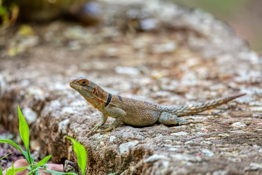 Cuvier's Madagascar swift (Oplurus cuvieri), knows as Madagascan collared iguana or iguanid lizard. Endemic species of lizard in the family Opluridae. Tsingy de Bemaraha, Madagascar wildlife animal