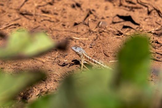 Chalarodon madagascariensis, endemic species of Malagasy terrestrial iguanian lizard. Kirindy Forest, Madagascar wildlife animal