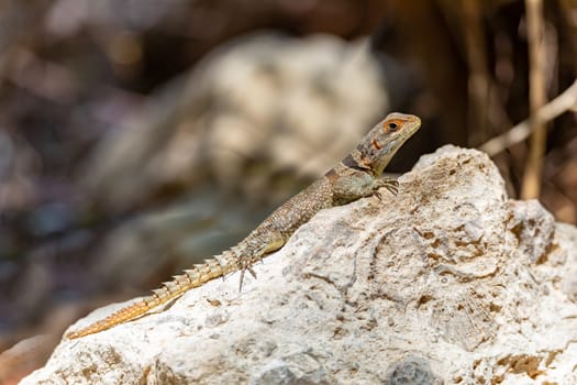 Cuvier's Madagascar swift (Oplurus cuvieri), knows as Madagascan collared iguana or iguanid lizard. Endemic species of lizard in the family Opluridae. Tsingy de Bemaraha, Madagascar wildlife animal