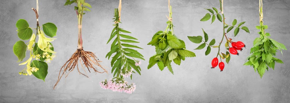 Various types of tea that are used as medicines are hung here to dry.