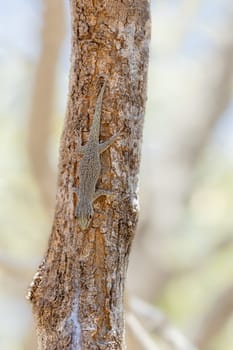 Phelsuma mutabilis is diurnal species of gecko that is native to south-west Madagascar and typically dwells on trees and bushes, Female on three trunk, Arboretum d'Antsokay, Madagascar wildlife animal