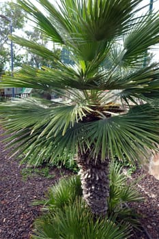 Zwergpalme (Chamaerops humilis) - Blütenstand, Gran Canaria, Spanien, San Agustin
