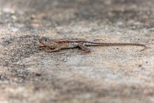 Chalarodon madagascariensis, endemic species of Malagasy terrestrial iguanian lizard. Tsingy De Bemaraha, Madagascar wildlife animal