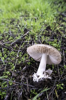 Detail of wild mushroom on a cold winter day in a forest in nature, poisonous