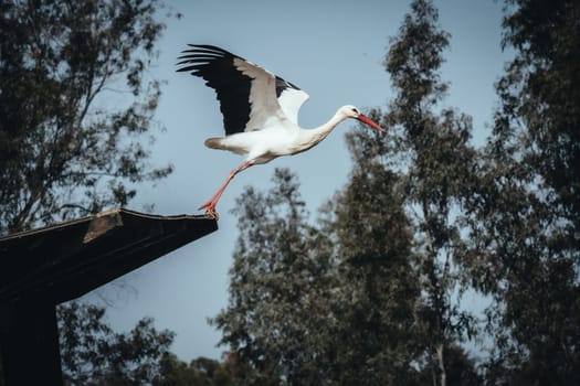 Birds in its natural dwelling