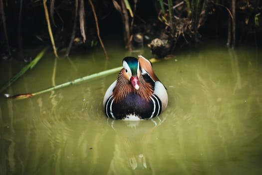 Birds in its natural dwelling