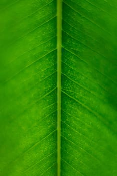 Vertical macro, extreme close-up, shot of a green ficus leaf showing nerves and cells. Selective focus.