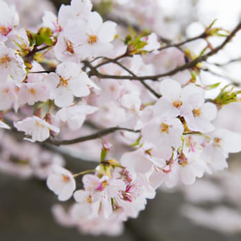 Sakura, species and varieties of trees of the subfamily Plum Prunoideae, serrated cherry Prunus serrulata. Decorative plants. Lovely pink flowers blooming in spring. Ephemerality of life, Buddhism