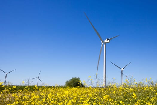 Wind turbines with a yellow rapeseed field in the foreground.