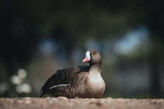 Birds in its natural dwelling