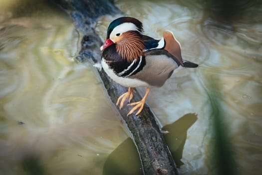 Birds in its natural dwelling