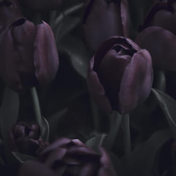 Black tulips. Paul Scherer tulip buds. Selection and tulip mania. Botany, floriculture, horticulture and landscape design. A symbol of memory of soldiers who died in Afghanistan and in other wars