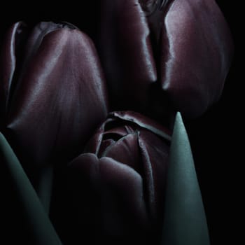 Black tulips. Paul Scherer tulip buds. Selection and tulip mania. Botany, floriculture, horticulture and landscape design. A symbol of memory of soldiers who died in Afghanistan and in other wars